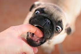 Why Does My Dog Nibble On Me Cuteness