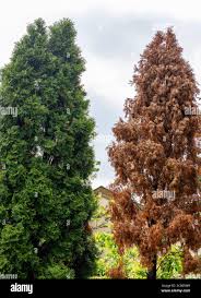 Image result for didymascella thujina