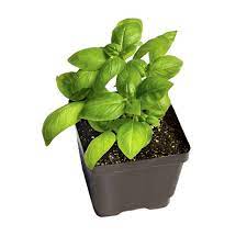 Maybe you would like to learn more about one of these? Buy Sweet Basil Herb Plant Online At Best Price On Plantsguru Com
