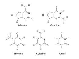 Adenine bonds with thymine, and guanine bonds with cytosine. The Difference Between Purines And Pyrimidines