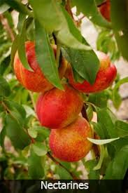 We did not find results for: Want This Fruit Cocktail Tree Fruit Cocktail Tree Nectarine Tree Fruit Trees For Sale