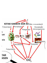 Fotosintesis amat penting dalam kitar ini. Kitar Karbon Dan Kitar Oksigen