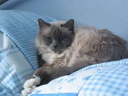 #ragdoll cat #cats of tumblr #cats on leashes #tindra stayed inside.she can experience snow on the balcony. The Difference Between Birman Cats And Ragdoll Cats Purr Craze