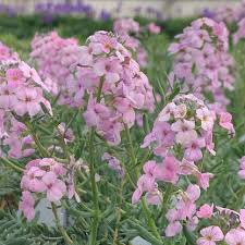 Image result for Eriosema shirense