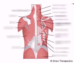 Each of the muscles diagrams. Study Guide For Back Muscles Diagram Quizlet