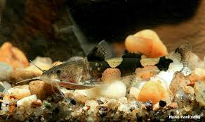Black And White Striped Catfish Aquarium Akysis Vespa Seriouslyfish Aquarium Catfish Catfish Orange Band