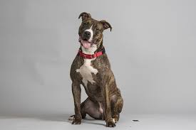 See more ideas about boxer puppies, boxer, puppies. The Fido Behind Findyourfido Finds A New Home In Maine Aspca