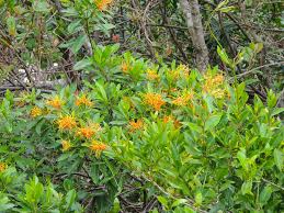 Image result for Strophanthus speciosus