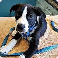 Black And White Border Collie Pointer Mix Durham Nc Border Collie Pointer Mix Meet Schroeder A Puppy For Adoption Border Collie Puppy Adoption Collie