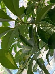 Image result for Araliaceae