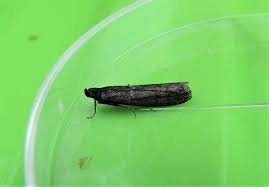 Image result for Pyla fusca