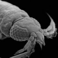 Image result for Gnidia inconspicua