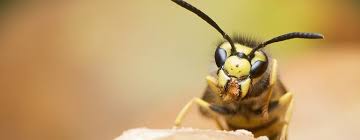 Maybe you would like to learn more about one of these? á… Hausmittel Gegen Wespen Fernhalten Oder Vertreiben
