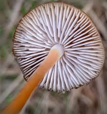 Image result for Strobilurus conigenoides