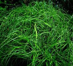 Image result for Triglochin