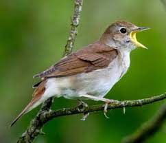 ♬ iswahyudi spdi download mp3. Suara Burung Flamboyan Betina Siulan Dan Tembakan Burung Bewick S Wren Om Kicau Suara Pikat Betina Jantan Ciblek Buat Pikat Dan Masteran 100 Suara Duet Pikat Cingcoho Jantan Dan Betina