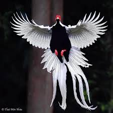 Birds That Cannot Fly Are Called Featuring Standout Bird Pics On Instagram Silver Pheasant By C Min Hsiu Tsai Your Best Birds Bestbirdshots Be Beautiful Birds Weird Birds Bird Pictures