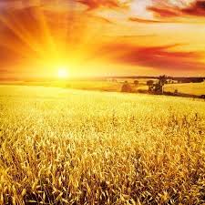 Wheat Field At Sunset Digital Photography Backdrops Wheat Fields Landscape Background