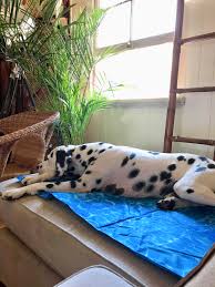 Dog puppy cooling mat comfortable cooling pad. Psa Kmart Is Selling These Cooling Mats For Pets For 20 I Highly Recommended Getting One Hell They Re Great For Human Use As Well If You Get Desperate Brisbane