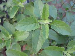 Şimdi sulâsî fiile iki harf eklenerek elde. Philippine Medicinal Herbs Herbanext Laboratories Inc