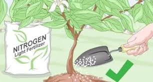 Follow the application rate recommended by the manufacturer. How To Plant Fruit Trees With Pictures Wikihow