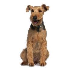 Image result for velšteriér