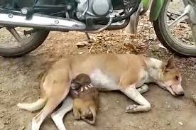 Check spelling or type a new query. Bak Ibu Dan Anak Seekor Anjing Tertangkap Kamera Tengah Menyusui Bayi Monyet Yang Terlantar Lihat Betapa Sabar Sang Anjing Semua Halaman Intisari