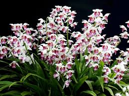 Image result for Bulbophyllum humblotii