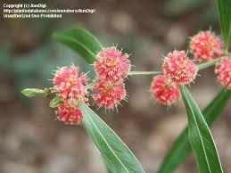 Image result for Acacia lasiopetala