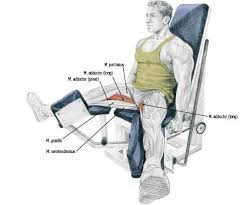 The obturator externus (or external obturator) is a muscle in the pelvis which moves the leg toward the body. Seated Hip Adduction Bodybuilding Wizard Abductor Machine Work Out Routines Gym Fitness Body