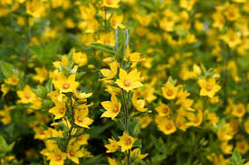 Image result for Lysimachia angustiloba
