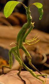 Bowtruckle Potter Harry Wikia Wikibowtruckle Bowtruckle Harry Potter Wiki Wikiabowt Fantastic Beasts Movie Fantastic Beasts And Where Fantastic Beasts