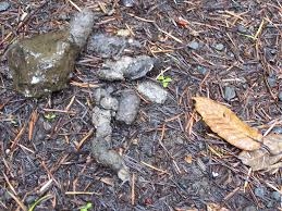Check spelling or type a new query. Fox Poo Truelalu Flickr