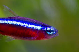 How do i know if my tetra fish is pregnant? What Do Pregnant Neon Tetras Look Like Neeness