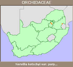 Image result for Nervilia kotschyi