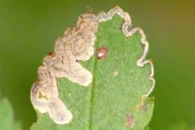 Image result for Stigmella arbusculae