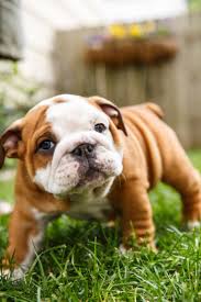 Top 10 Best Dog Breeds For A Home With Children Top Inspired Dogs And Kids Best Dog Breeds Best Dogs For Kids