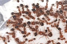 But hide it well if you have pets. Using Borax To Rid Your House Of Pests Thriftyfun