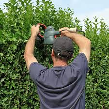 Tatsächlich ist die hainbuche aber eigentlich gar keine buche, sondern gehört vielmehr zur familie. Hecke Schneiden Ç€ Toom Baumarkt