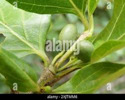 Image result for Afrocanthium mundianum