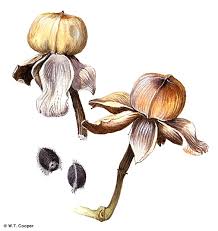 Image result for Ipomoea violacea