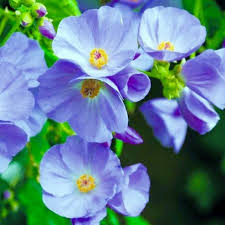 Image result for Abutilon