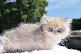 Golden british longhair kittens for sale. Blue Golden Shaded British Longhair Ay11 Super Cute Animals Animals Friends Cats