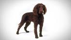 American Water Spaniel Dog Breed Information