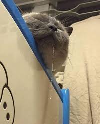 Guzellik Uykusu Happy Cat Cats New Memes
