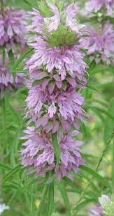 Lemon Bee Balm Farmacie Isolde Bee Balm Beautiful Flowers Wildflower Seeds