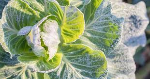 If you live in a cold climate, there are plenty of annual and perennial flower seeds you can sow in the fall garden. When To Plant Crops In Fall Autumn Planting Guide Gardener S Path