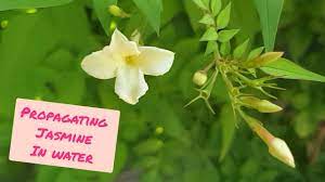 It's not that hard, just a few tricks to help you successfully propagate. Propagating Jasmine Cuttings In Water With Results Jasminum Officinale Grow Free Jasmine Plants Youtube