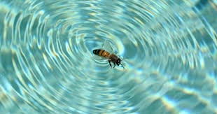 Buy the chemicals for your pool safely. How To Make These Guys Buzz Off Bioguard