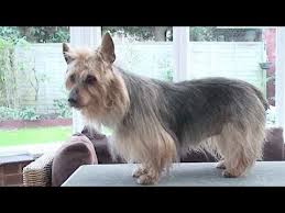 Check spelling or type a new query. Australian Yorkshire Terrier Australian Terrier Yorkshire Terrier Mix Info Pictures